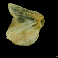 photo of Saithe opercular medial view