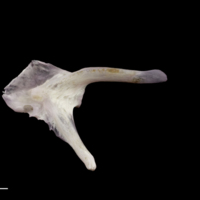 photo of Red seabream posttemporal medial view