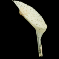 photo of Garfish pharyngeal dorsal view