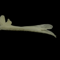 photo of Burbot premaxilla lateral view
