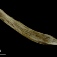 photo of European conger supracleithrum medial view