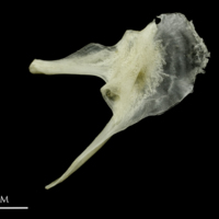 photo of Common pandora posttemporal lateral view