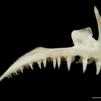 photo of Atlantic halibut premaxilla lateral view