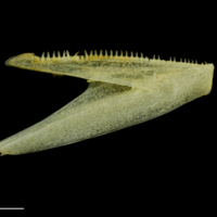 photo of Atlantic mackerel dentary medial view