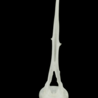 photo of Roach precaudal vertebra anterior view