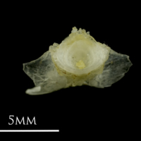 photo of Ruffe basioccipital posterior view