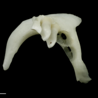 photo of Roach pharyngeal dorsal view