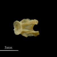 photo of Vendace basioccipital dorsal view