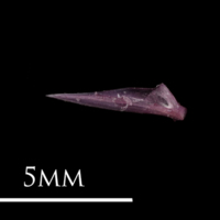 photo of Dragonet quadrate lateral view