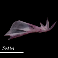 photo of Dragonet cleithrum lateral view