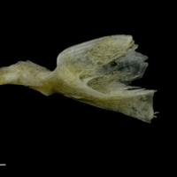 photo of Red gurnard palatine medial view