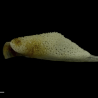 photo of Red gurnard pharyngeal dorsal view