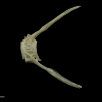 photo of Grayling ultimate vertebra lateral view