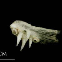 photo of Atlantic halibut pharyngeal dorsal view