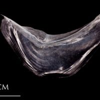 photo of Atlantic herring preopercular medial view