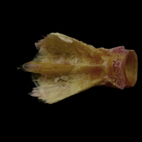 photo of Meagre basioccipital dorsal view