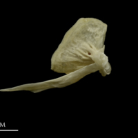 photo of Grayling quadrate medial view