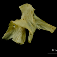 photo of Atlantic cod hyomandibular lateral view