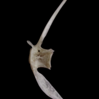 photo of Red seabream caudal vertebra lateral view