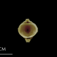 photo of Spanish mackerel caudal vertebra anterior view
