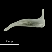 photo of Roach premaxilla medial view