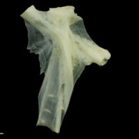 photo of Bullrout hyomandibular lateral view