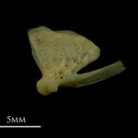 photo of Arctic Char quadrate lateral view