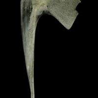 photo of Common pandora postcleithrum medial view