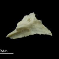 photo of Dragonet for assessment lateral view