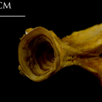 photo of Thinlip grey mullet  basioccipital posterior view