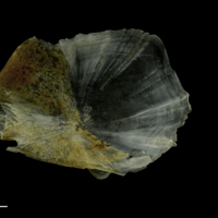 photo of Couch's seabream for assessment medial view