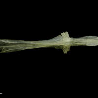 photo of Ruffe parasphenoid ventral view