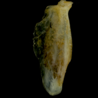 photo of Gilthead seabream supracleithrum medial view