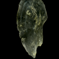 photo of Ruffe interopercular medial view