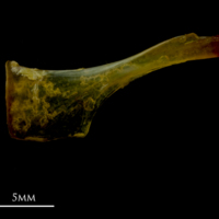 photo of Grey gurnard ceratohyal medial view