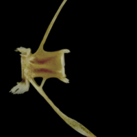 photo of Spanish mackerel caudal vertebra lateral view