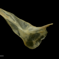 photo of Vendace cleithrum lateral view