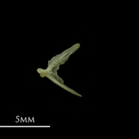 photo of Bullhead opercular lateral view