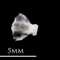 photo of European eel basioccipital dorsal view