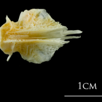 photo of European plaice basioccipital dorsal view