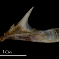 photo of Sea scorpion quadrate medial view