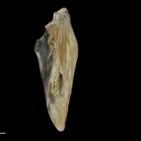 photo of Red seabream supracleithrum medial view