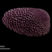 photo of Wels catfish pharyngeal dorsal view