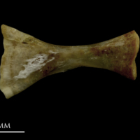 photo of Grayling ceratohyal medial view