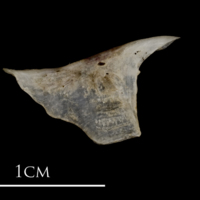 photo of Sea scorpion for assessment lateral view