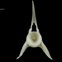 photo of Ling precaudal vertebra posterior view