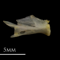 photo of European eel quadrate medial view