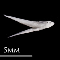 photo of European eel vomer medial view