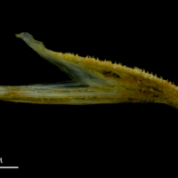 photo of Grey gurnard dentary medial view