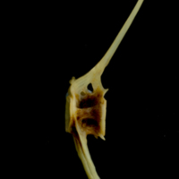 photo of Ballan wrasse caudal vertebra lateral view